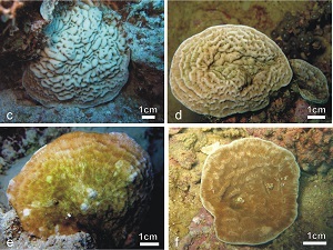 The new species, Pachyseris Inattesa, is so far endemic to the Red Sea